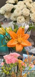 -薇薇安花系SPA