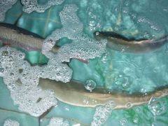 android_upload_pic-浪琴湾尾角仔海鲜坊