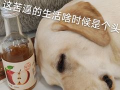 -共舞时光猫咖·狗咖(新街口店)