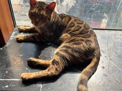 -蓝鲸·缅因猫舍