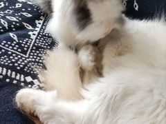 -平行世界·猫咖(首经贸店)