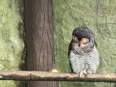 -吉隆坡雀鸟公园