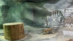 -Zoolung Zoolung动物主题公园(海信广场店)