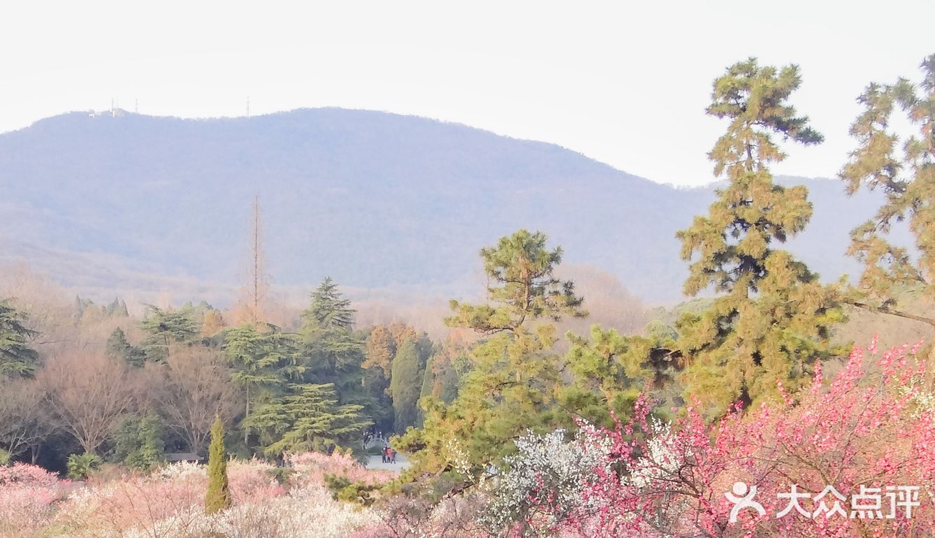 地理位置： 南京梅花山 就在紫金山上 整个紫金山景点