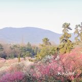 地理位置： 南京梅花山 就在紫金山上 整个紫金山景点