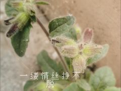 -内蒙古自治区国际蒙医医院(总院)