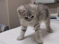 -瑞鹏宠物医院·爱宠堂·骨外专科(西荷分院)