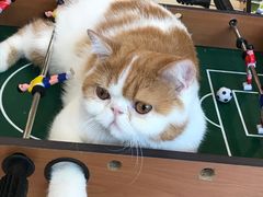 -飞行喵MR PILOT|猫舍·猫咖(静安大融城店)