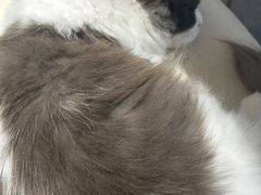 -飞行喵MR PILOT|猫舍·猫咖(静安大融城店)