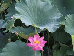 -保定东湖公园(莲池区)