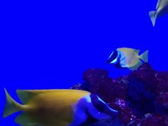 -海合安青岛极地海洋公园