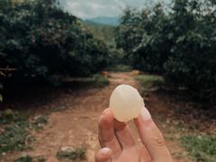 -海南热带雨林国家公园吊罗山景区