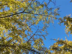 -三里屯东五街银杏大道