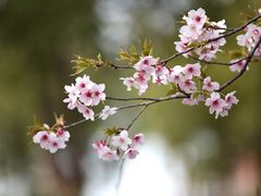 -顾村公园