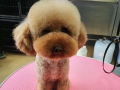-瑞派·关忠动物医院·猫专科·犬专科(三环新城店)