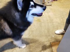 -八公叔叔宠物美容连锁(春申店)