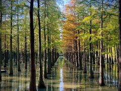 -泗洪洪泽湖湿地景区