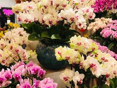 -双季花艺园艺市场(浦东店)