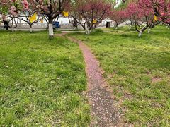 -莲花池公园