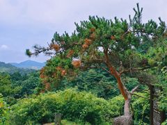 -金龙寺国家森林公园
