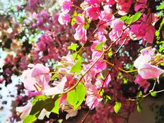 -深圳国际园林花卉博览园