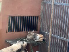 -青藏高原野生动物园