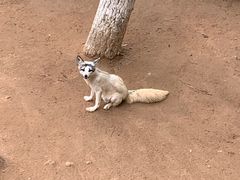 -西霞口神雕山野生动物世界