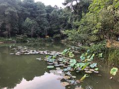 -铁山坪森林公园