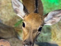 -萌宠奇缘(荣鼎店)