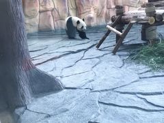 -泉州海丝野生动物世界