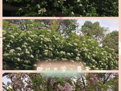 -四川大学(望江校区)
