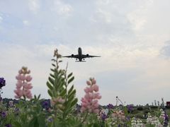 -空港花田景区