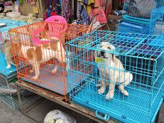 -清平路水族市场