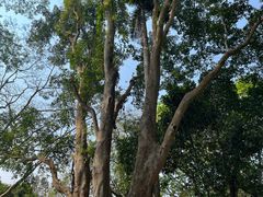 -中国科学院西双版纳热带植物园
