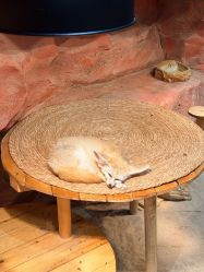 -Zoolung Zoolung动物主题公园(海信广场店)