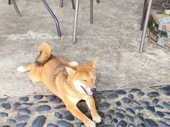 -柴犬高等学院·狗咖·柴犬售卖·宠物训练