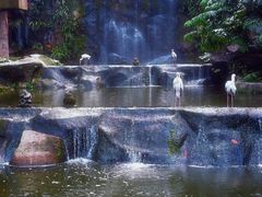 -吉隆坡雀鸟公园