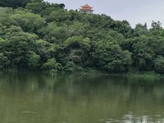 -深圳仙湖植物园