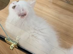-袖虎·猫馆(体育西路店)