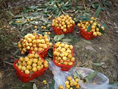 -塘栖枇杷特色园区