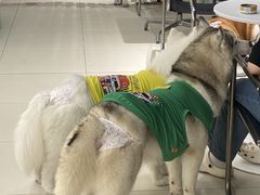 -怪兽屋·羊驼·猫咖·狗咖(俊华广场店)