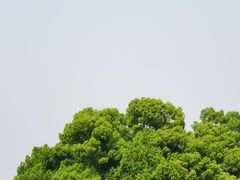 -龙坞茶村
