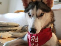 小甜甜-Husky Go! 哈士奇体验馆·宠物咖啡厅狗咖