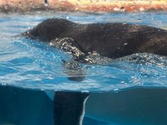 -海合安武汉极地海洋公园