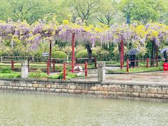 -嘉定紫藤园