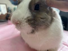 -北京观赏动物医院·24小时大型综合·猫专科·异宠专科