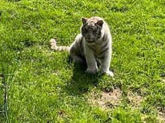 -北京野生动物园