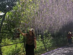 -大塘金香草谷