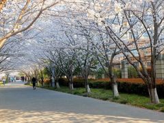 -高东镇樱花园