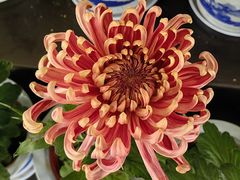 -杭州植物园